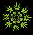 graines_autofloraison