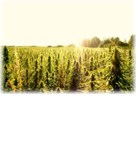 seeds_outdoor