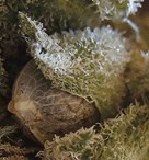 feminized_seeds